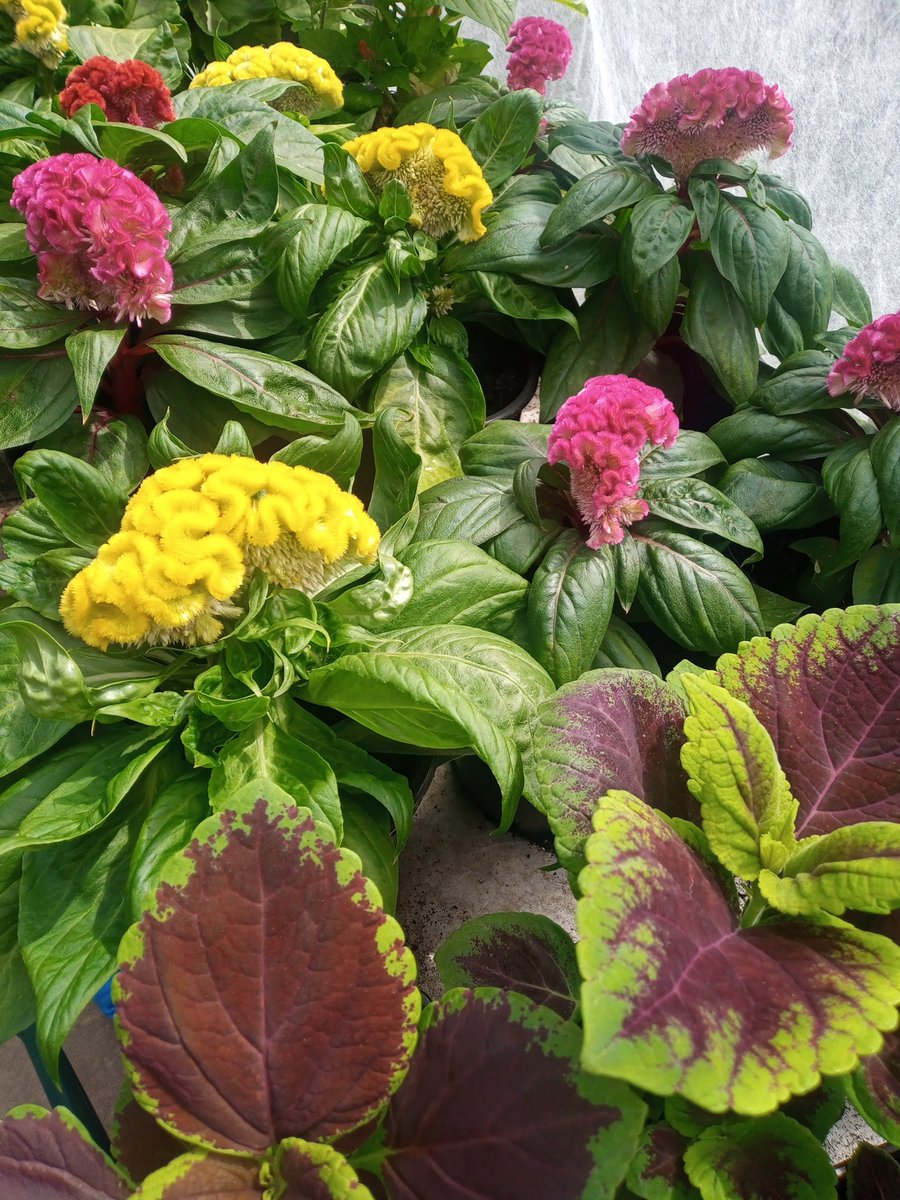 Having a move around in the greenhouse.