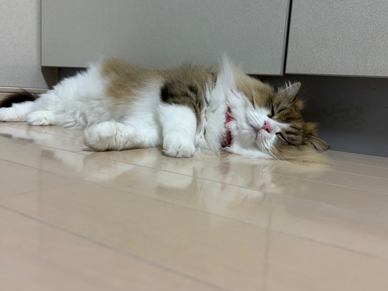 狸猫 瀬戸まねき猫 – 中外陶園オンラインストア