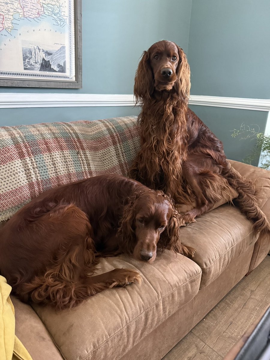 baronlordvader's tweet image. Just walked back into my home office.
Been gone for maybe 5 minutes.

Clearly the co-workers have been up to no good, by the look on their faces…
#SetterLife
#thursdayvibes