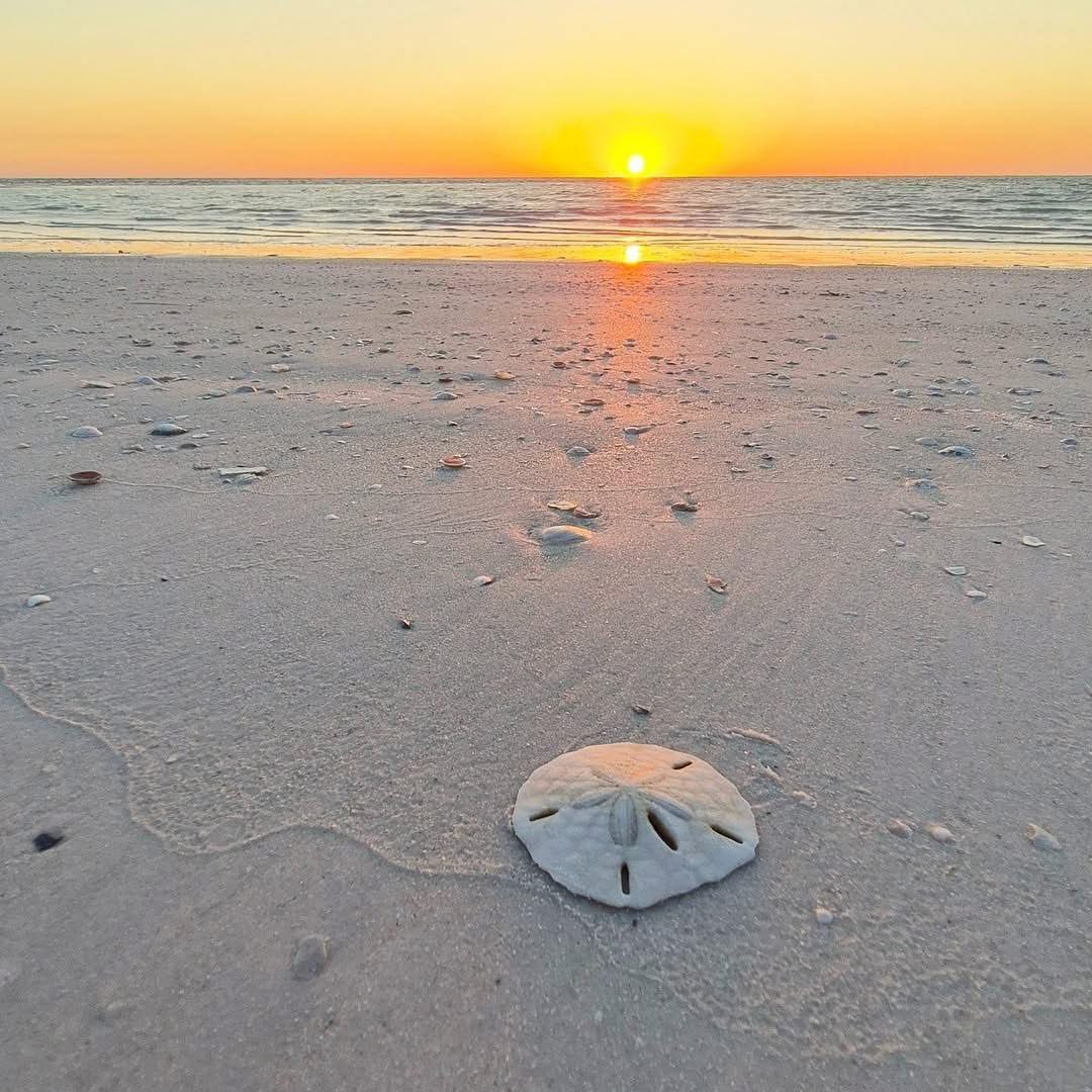 OldCoachB33's tweet photo. Accompanying the shells in the sand, listening to the whispers from the deep sea
#beach #sunrise #outdoor #healing https://t.co/JUiDT1zs5i
