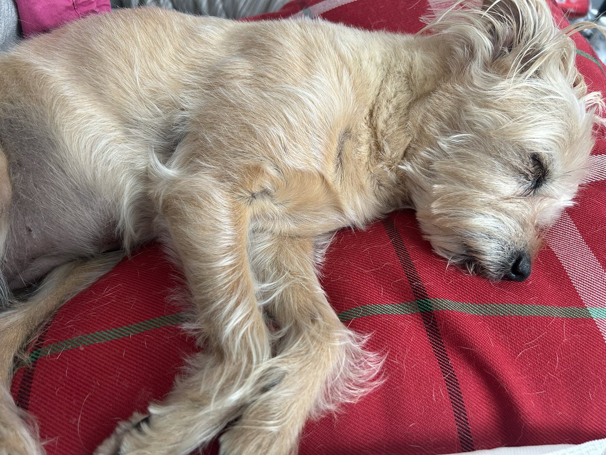johnjohn_the's tweet image. Exhausted, pals. Mom, I need some silence, please. The princess is busy