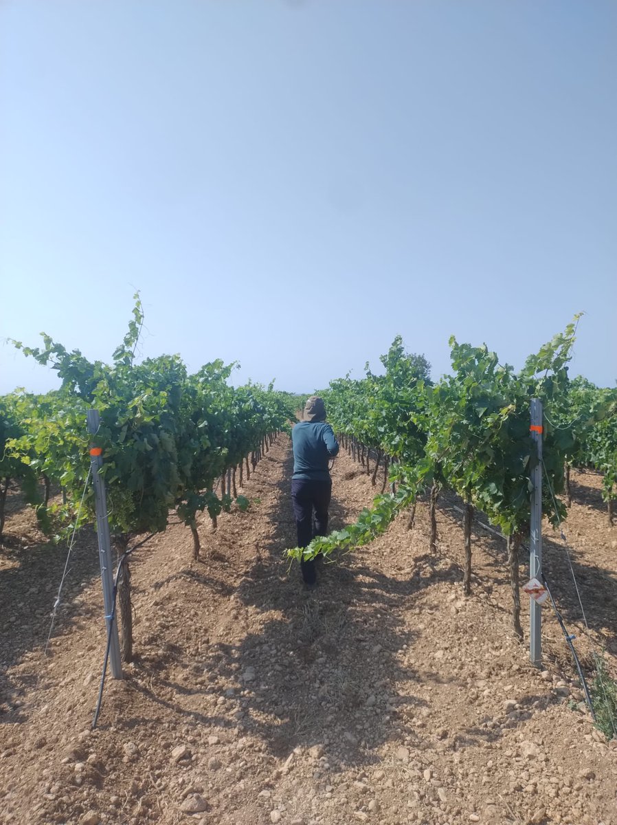vitisad's tweet photo. Midiendo vigor mediante sensor de reflectancia en un  ensayo de fertirriego 🚜💦🍇en la Finca Baretón del @gob_na 
Colaboración entre @icvv_rioja  @lariojaorg  y #EVENA 
 #VITISAD2 @CTPPOCTEFA https://t.co/j0TzuGrOm8