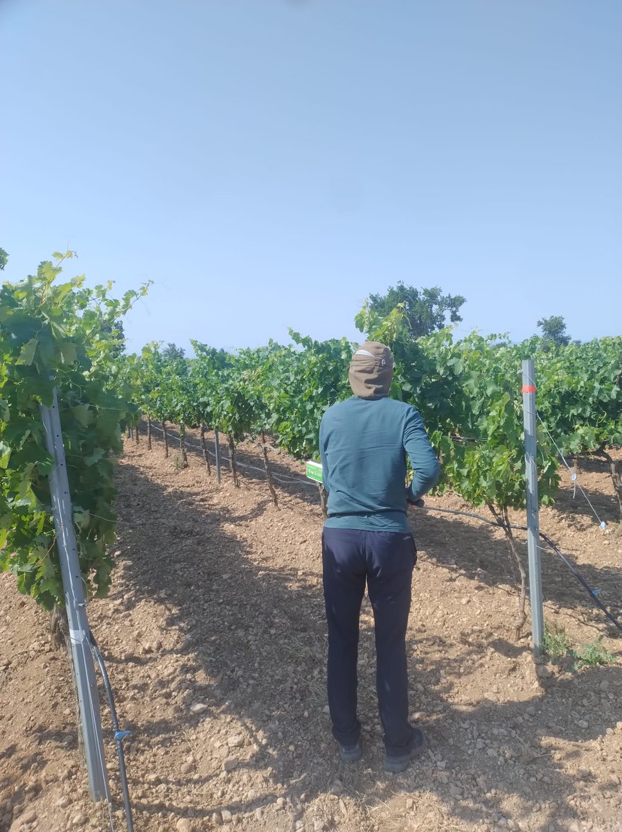 vitisad's tweet photo. Midiendo vigor mediante sensor de reflectancia en un  ensayo de fertirriego 🚜💦🍇en la Finca Baretón del @gob_na 
Colaboración entre @icvv_rioja  @lariojaorg  y #EVENA 
 #VITISAD2 @CTPPOCTEFA https://t.co/j0TzuGrOm8