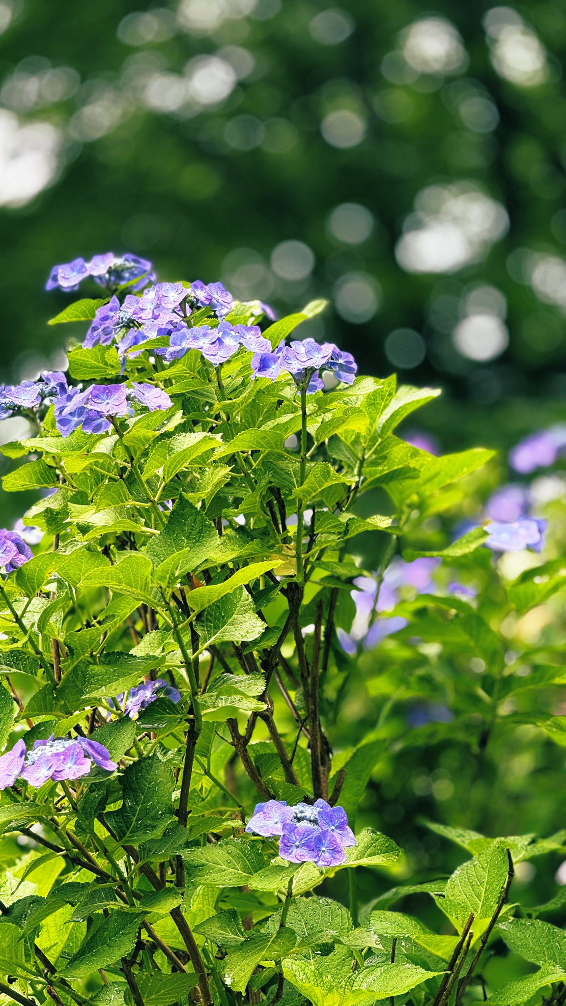 樹と花 花鳥風月M｜ トーヨーキッチンスタイル公式オンラインショップ
