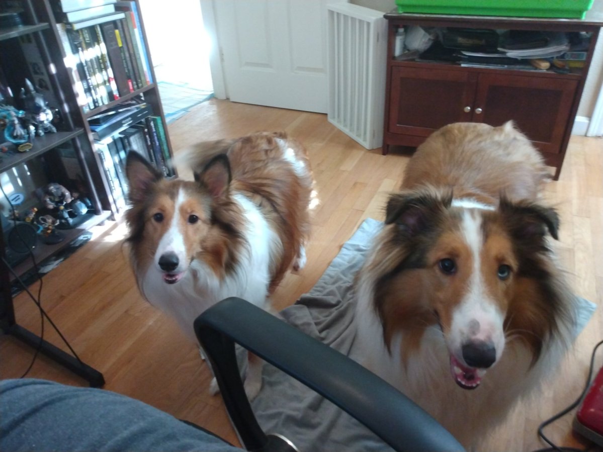 Potter and Hazel wish you all a fun and safe 4th of July weekend .They would like to remind you all that its smart to keep your fur babies inside and comforted with the loud noises .