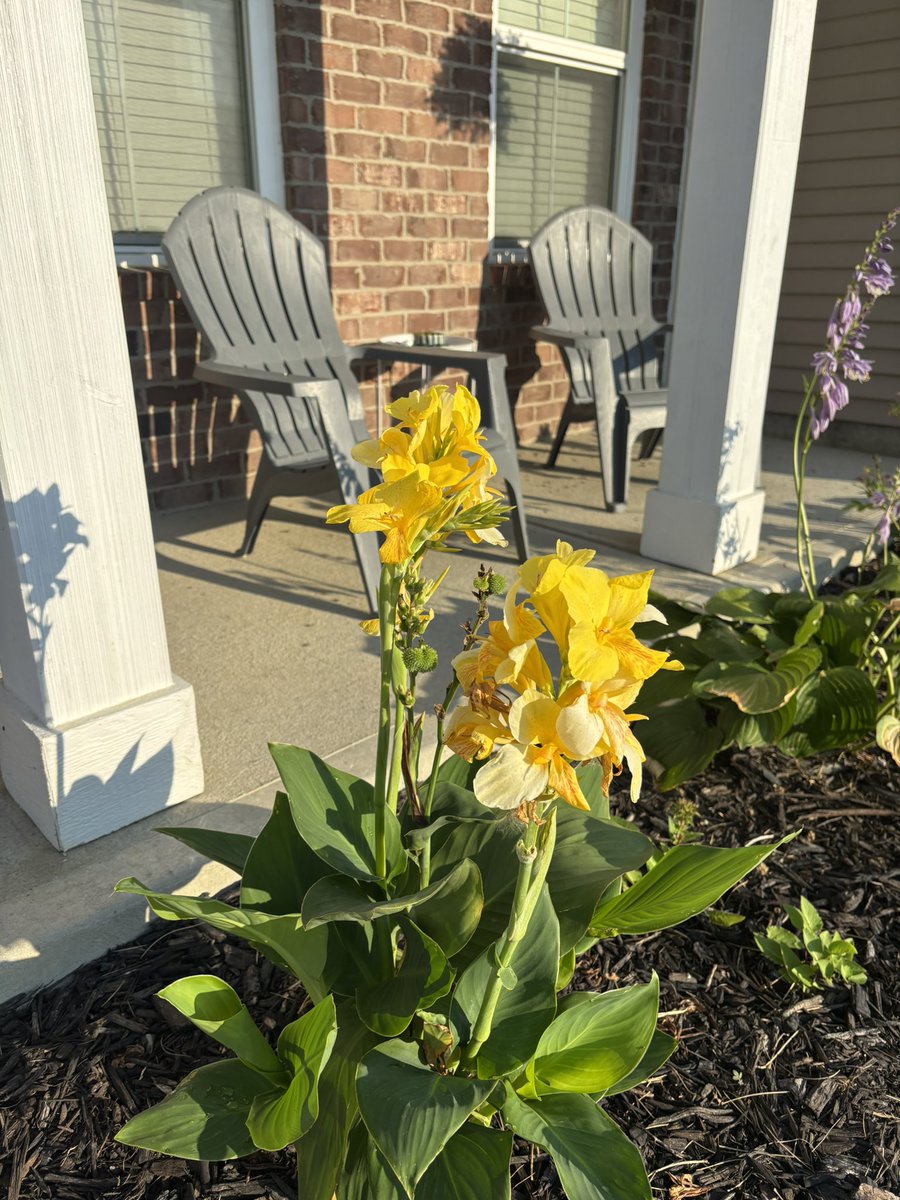 I didn’t know what this was when I planted it but since it was a surprise it’s now my favorite