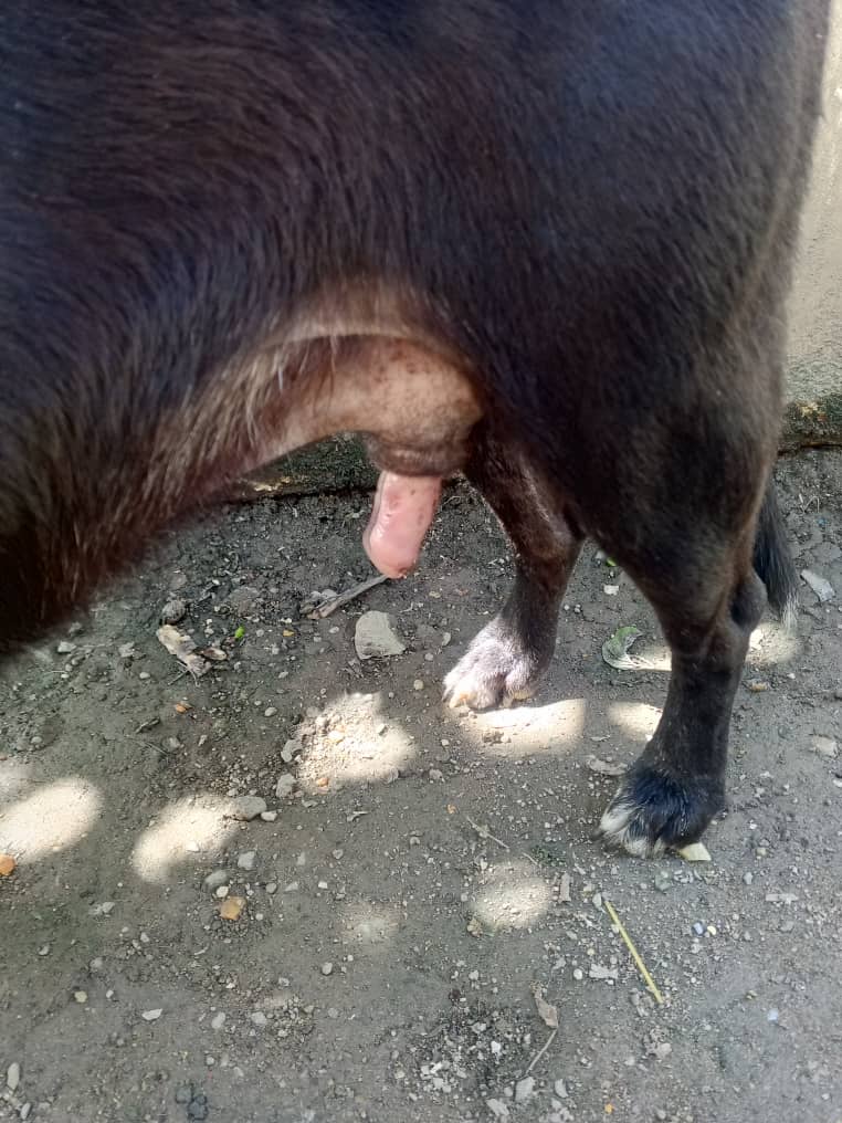 Amigos ya Negro de Guigue lleva 4 sesiones de quimioterapia y se nota mejoría en su zona pélvica.
Nos quedamos sin recursos para terminar el tratamiento la VET sugiere castrarlo para ayudar a la recuperación del prepucio
Agradecemos su ayuda
Pago móvil 0102 7078823 04127670131