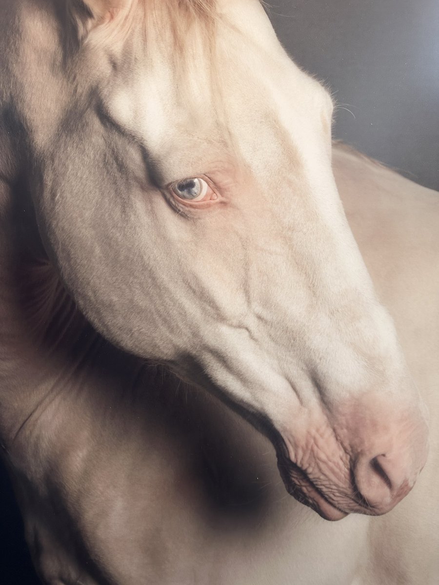 Marie Cecile Thijsの作品
「人間とは何かを、動物から学ぶのだ」

人間を責めるような慈しむような青い瞳があまりに美しく魅入ってしまった🥲