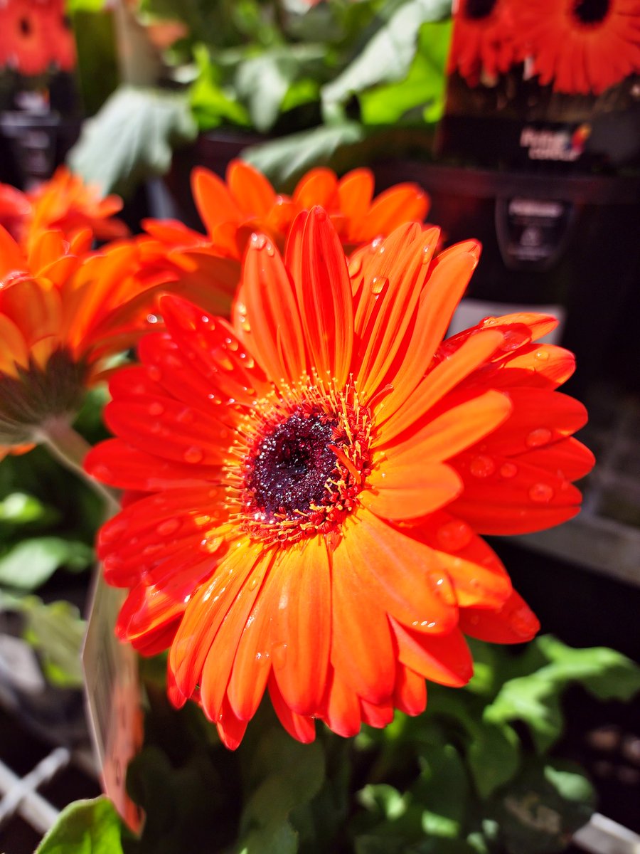 scepxx's tweet photo. @KryozGaming Flowers https://t.co/FJT62RT79K