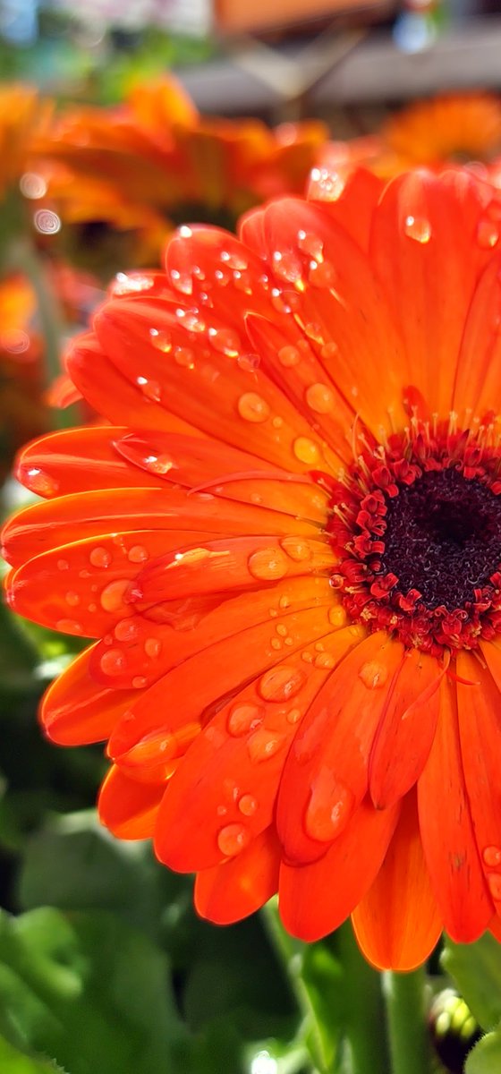 scepxx's tweet photo. @KryozGaming Flowers https://t.co/FJT62RT79K