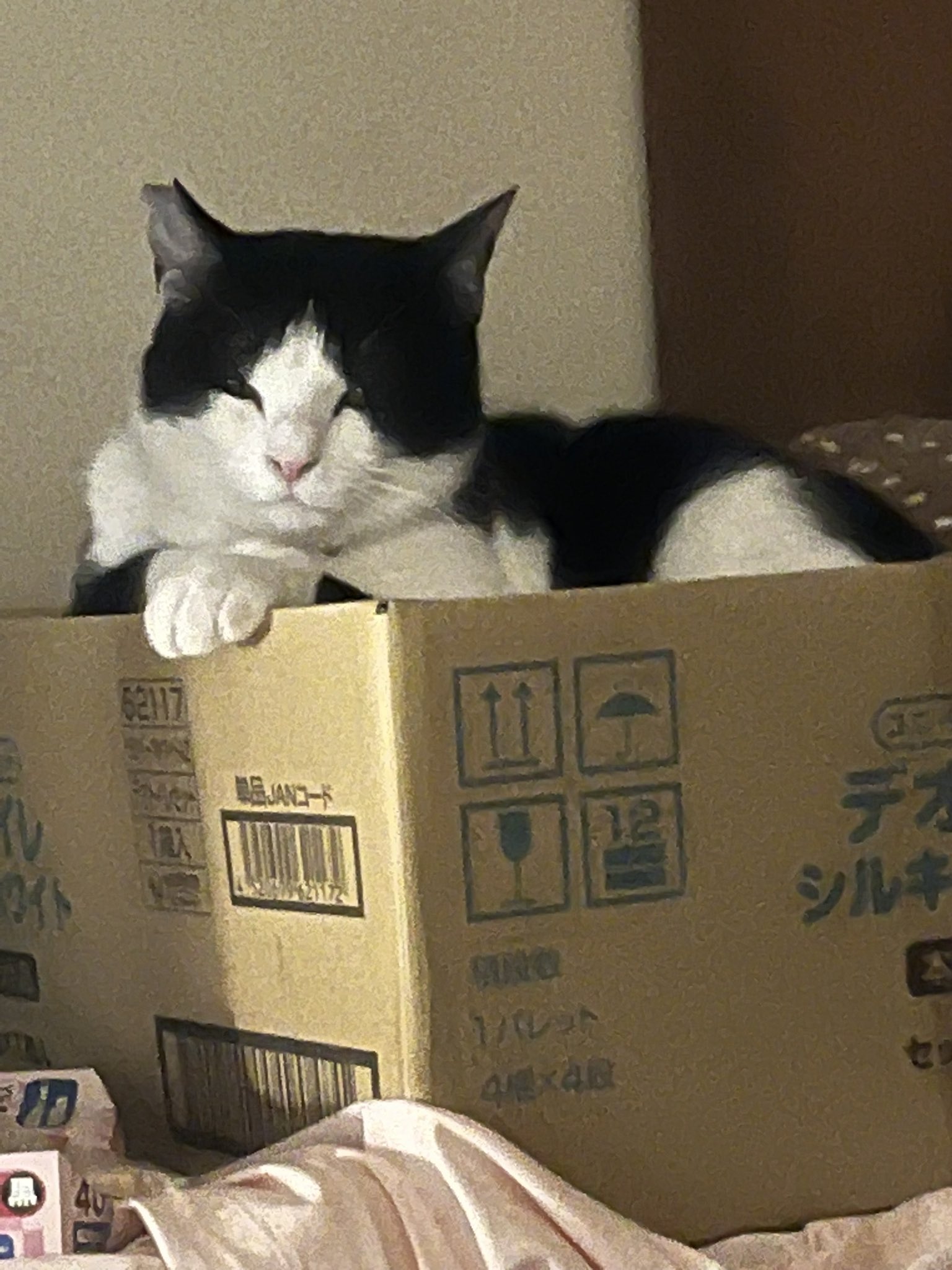 メルカリで24時間以内に売れなければ300円❗️「みんな待ってる花猫ニャンコ」 メルカリで24時間以内に売れなければ 「みんな待ってる花猫