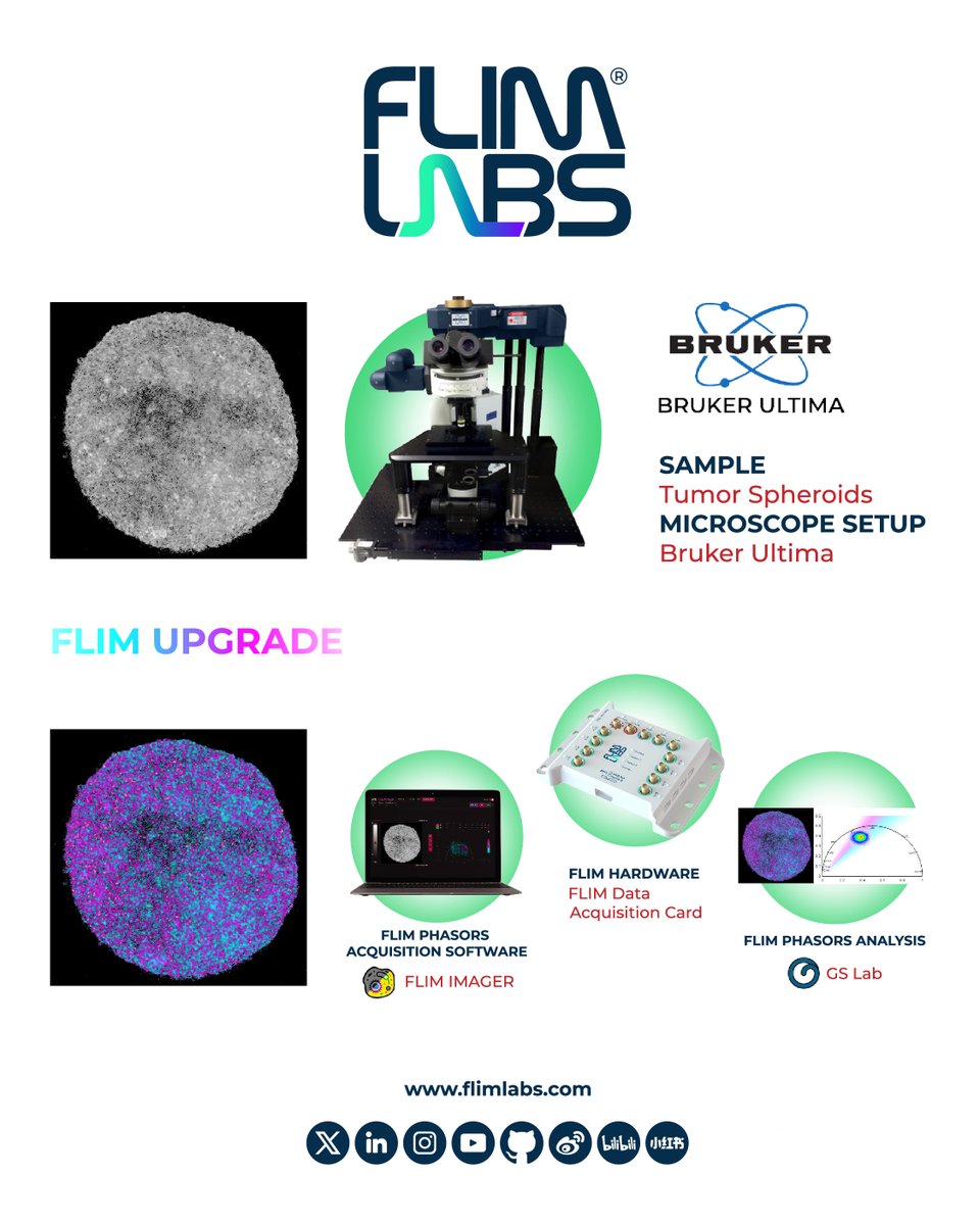 FlimLabs's tweet image. Has the Moon shrunk?! 🌕
Don’t worry — what you’re actually looking at are #tumorspheroids captured using the @bruker #Ultima #microscope setup combined with FLIM LABS' #FLIM upgrade!
If you want to know more about it: flimlabs.com/bruker-ultima/