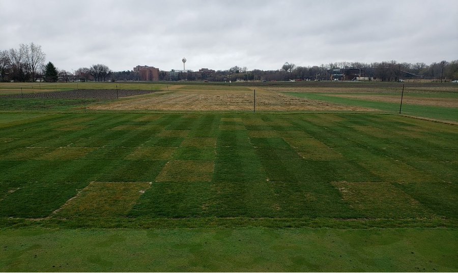 UMNTurf's tweet image. Curious about our latest turfgrass trials?
We have posted 2024 turfgrass cultivar data on our cultivar evaluation page. This includes trials from NTEP & our breeding program posted in a new, accessible format.
Learn more & review results: turf.umn.edu/2024-turf-tria…
📸 @gdeters_turf