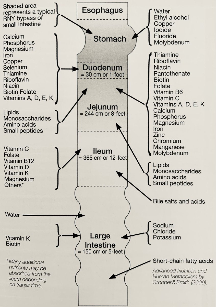 brunomartinezmd's tweet photo. Siempre es bueno recordarlo, absorción de nutrientes en el tracto gastrointestinal 

#cirugia #pediatrica ⁦@Me4Ped⁩ https://t.co/5gsDC0UL2Z