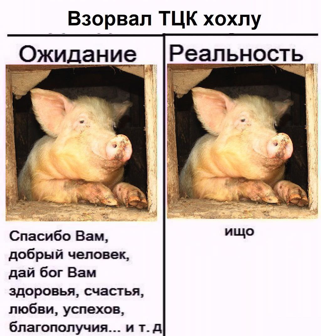 эчпочмак и комбикорм (@kocizum) on Twitter photo 