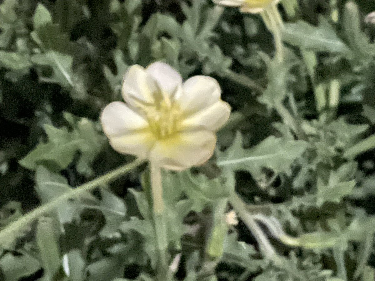 HirosevenNkr's tweet photo. 会社の駐車場にある雑草の花
名前は知らない

昼間閉じてる時はほのかに赤いのに、夜咲く時は黄色なんっすよね！

いやぁ〜自然の神秘ですね https://t.co/th1HnwETV7