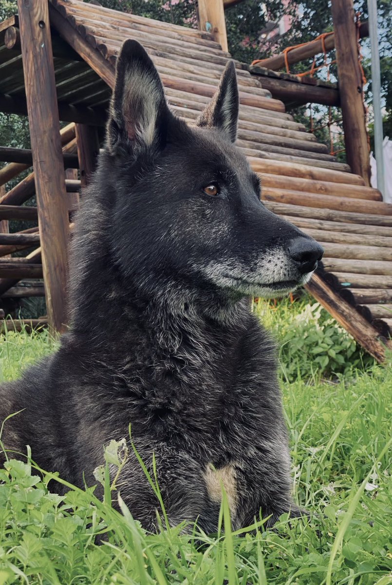 xiv_paco's tweet image. In every hero’s journey; there’s one who never leaves your side. For me, that’s him.
My truest companion, Kiba.
#irl