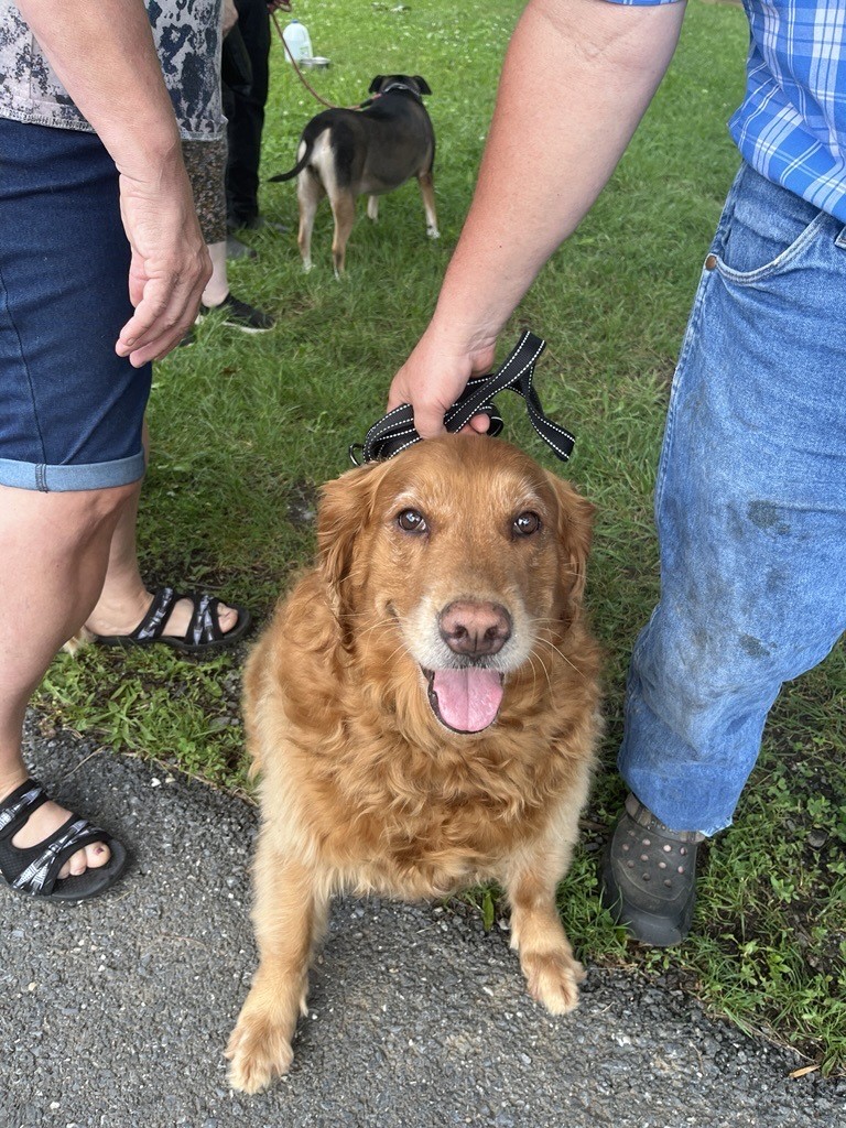 The Frederick County Health Department (FCHD), Environmental Health Office held a rabies clinic on June 29 at the Thurmont Community Park where 200 dogs and cats received their rabies vaccine. Read the full press release here: health.frederickcountymd.gov/DocumentCenter…