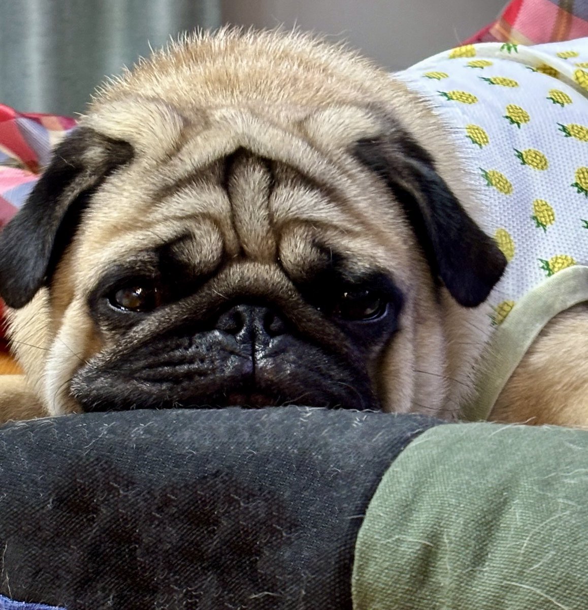 ロックオンされてる

#pug #パグ