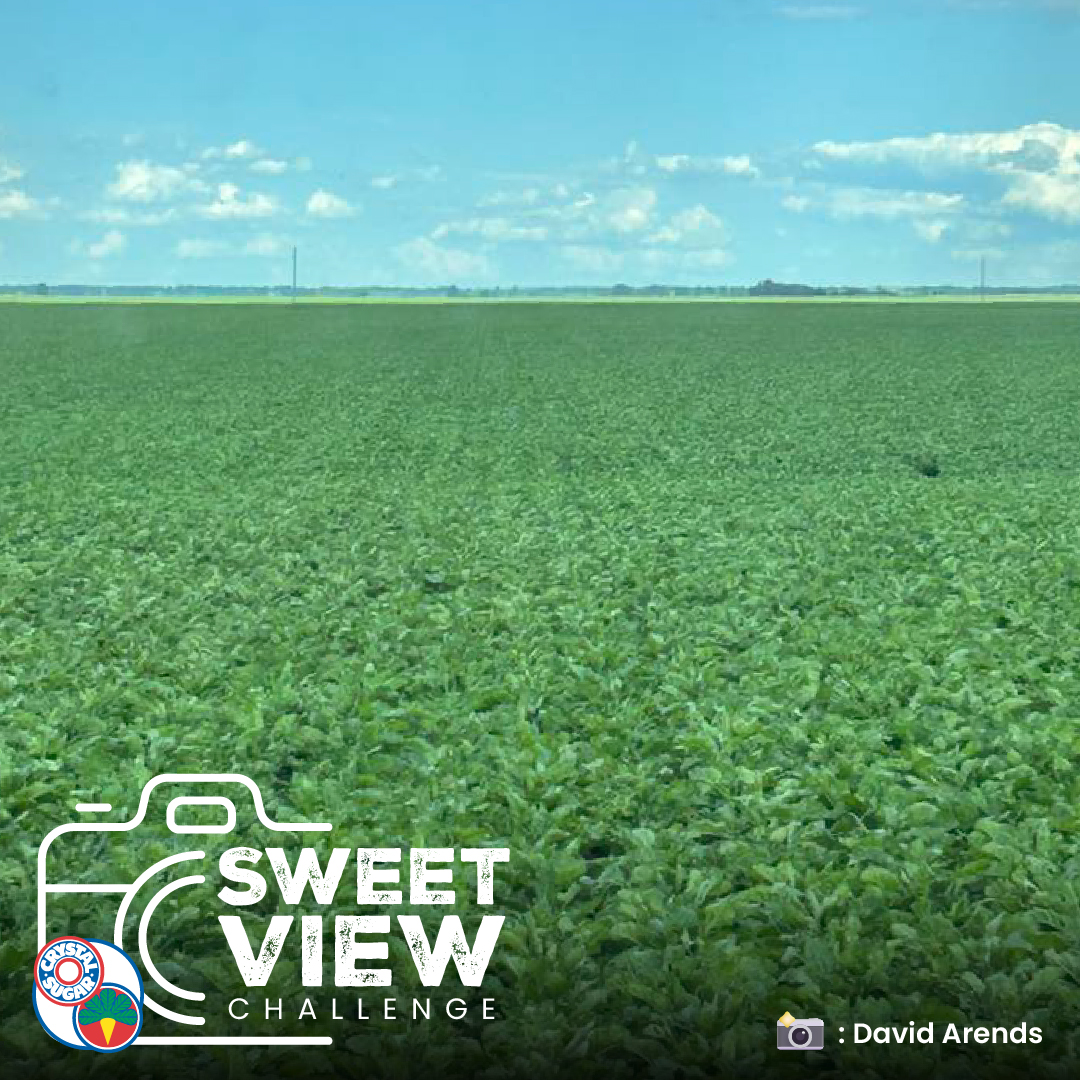What’s your sweet summer view? From fieldwork to family bakes, we want to see how sugar shows up in your sunny days!

Drop a photo or tag us with #SweetViewChallenge and let’s share the sweetness all season long. 📸