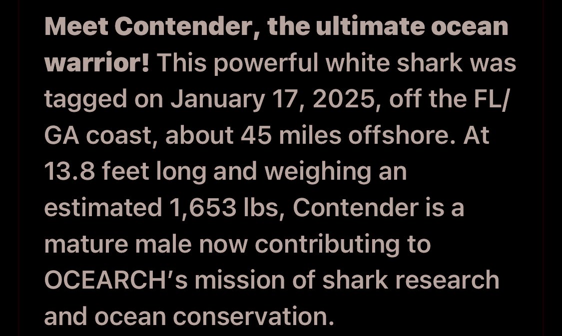 You’re gonna need a bigger boat… 🦈 
#Contender #Ocearch <a href="/OCEARCH/">OCEARCH</a> 🌊