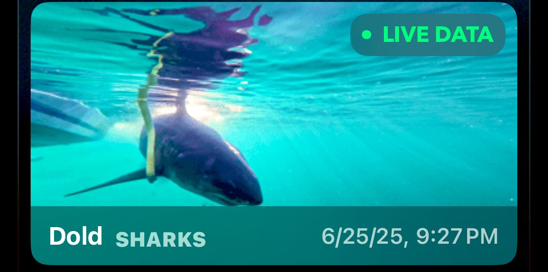With tons of seals around… there’s some good eating for this 11 ft. 2 in. bad boy. 
#SharkSpot 🦈