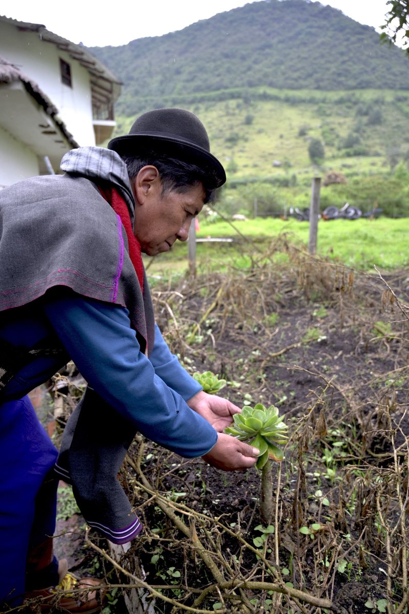 agendapropiaap's tweet image. 🌿| “Las plantas tienen un poder y un espíritu, hay que arrancarlas con fe y con un deseo claro”, Taita Delio Muelas, médico tradicional.
El pueblo Misak del Cauca 🇨🇴 tiene más de 200 especies de plantas que sanan el cuerpo y el espíritu.
Ingresa aquí:
bit.ly/LegadoPuebloMi…