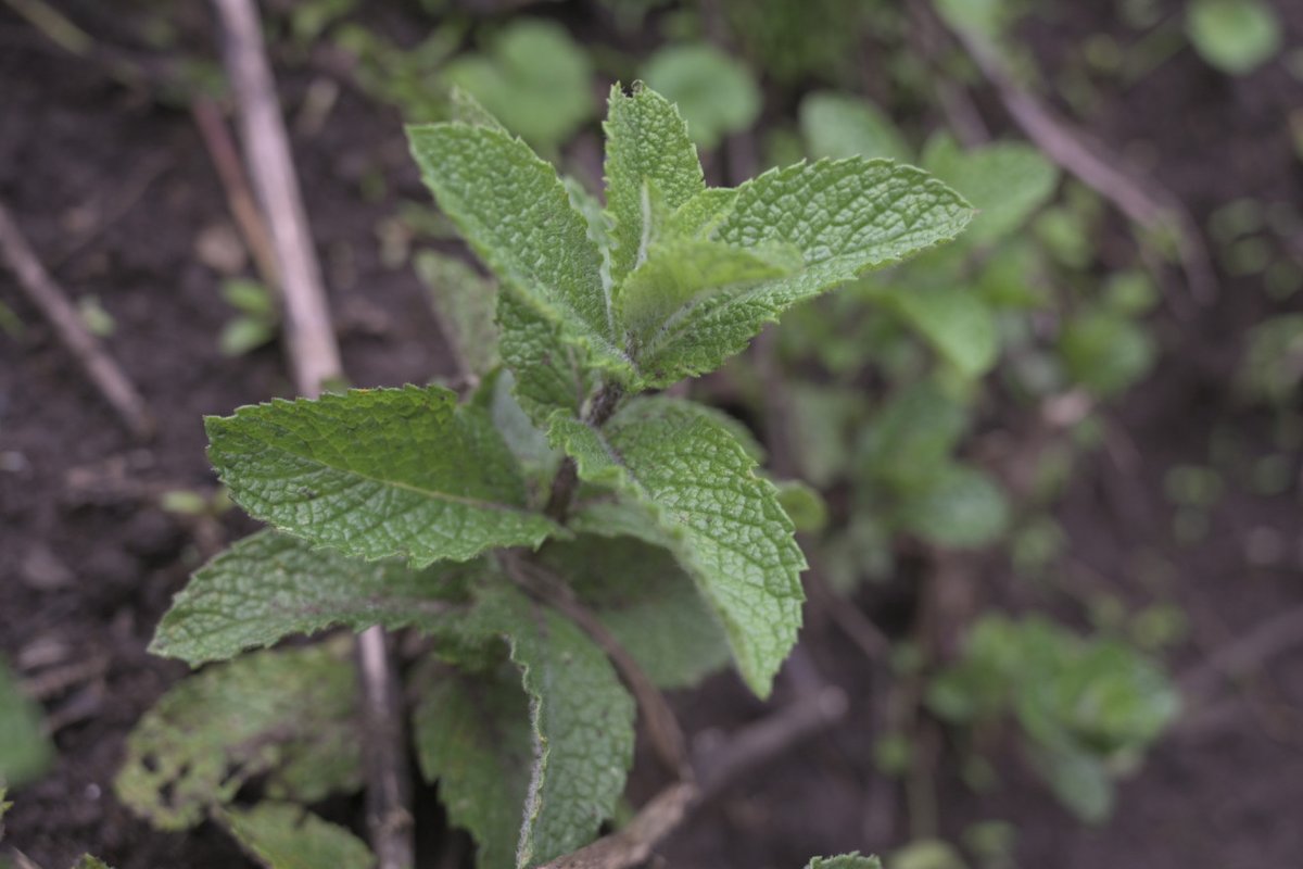 agendapropiaap's tweet image. 🌿| “Las plantas tienen un poder y un espíritu, hay que arrancarlas con fe y con un deseo claro”, Taita Delio Muelas, médico tradicional.
El pueblo Misak del Cauca 🇨🇴 tiene más de 200 especies de plantas que sanan el cuerpo y el espíritu.
Ingresa aquí:
bit.ly/LegadoPuebloMi…