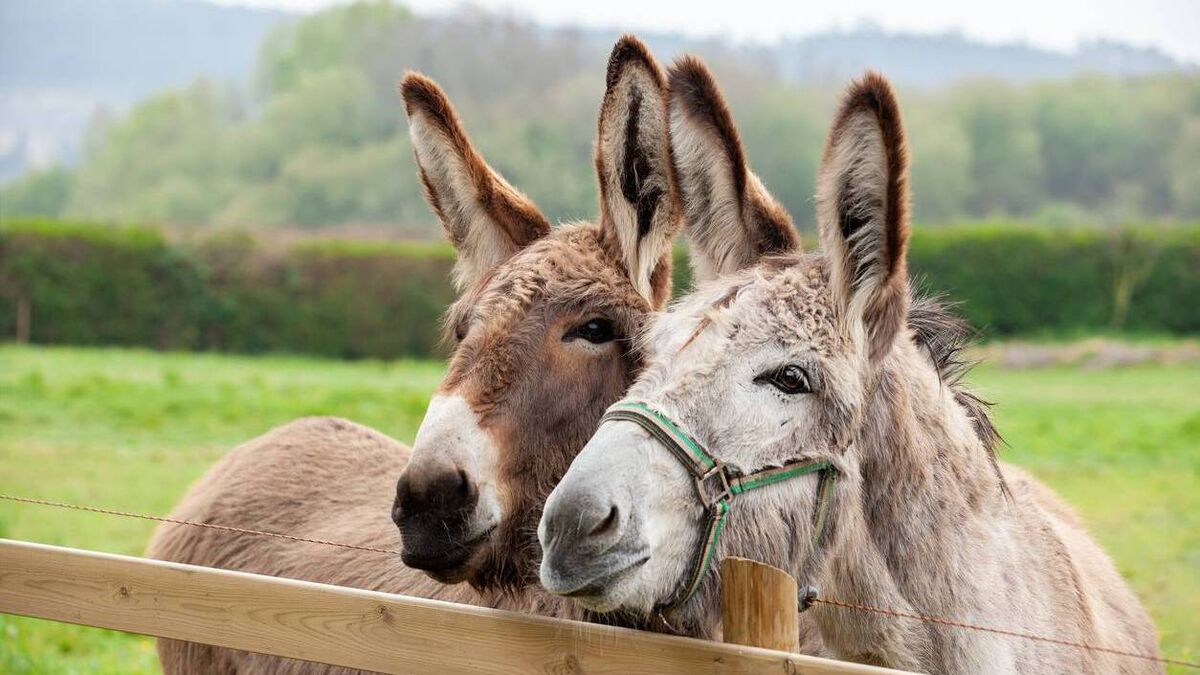 Demand for ejiao has soared — which is bad news for donkeys
The world's first donkey changed the course of civilisation

"In the late 18th Century, the Jesuit missionary Dominique Parrennin described how ejiao is produced. Water was taken from a closed and guarded well, to