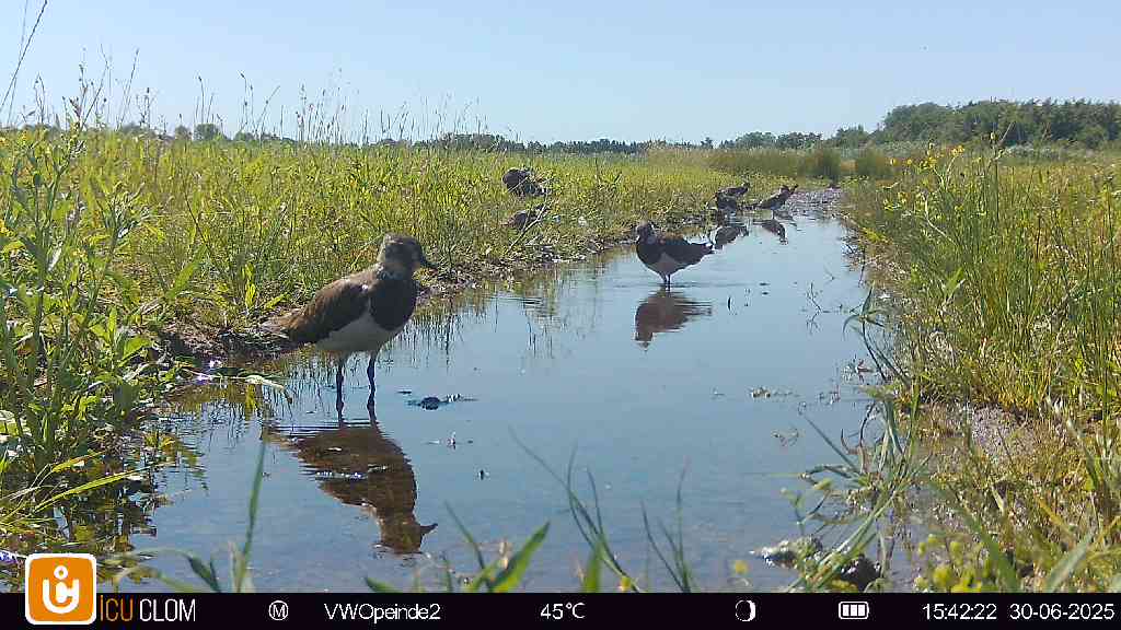 Een mooi plaatje op de wildcamera van de vogelwacht Opeinde deze week. Bij Mts. Kielstra hebben ze dit jaar een kleine #plasdras. Deze staat momenteel nogsteeds onder water en zoals we op beeld zien foerageren er nog steeds kieviten en jonge tureluurs! #weidevogels #boerennatuur