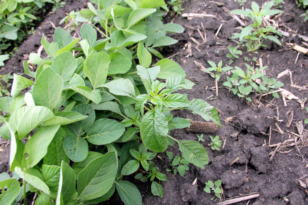 Crop Protection Network (@cropnetwork) on Twitter photo "...integrated weed management that includes...at least two methods from the chemical, cultural, and biological weed control strategies should be incorporated for herbicide-resistant weed management."
From the <a href="/WorldofWeeds/">WSSA</a> article "Effect of herbicide application timing and "...integrated weed management that includes...at least two methods from the chemical, cultural, and biological weed control strategies should be incorporated for herbicide-resistant weed management."
From the <a href="/WorldofWeeds/">WSSA</a> article "Effect of herbicide application timing and