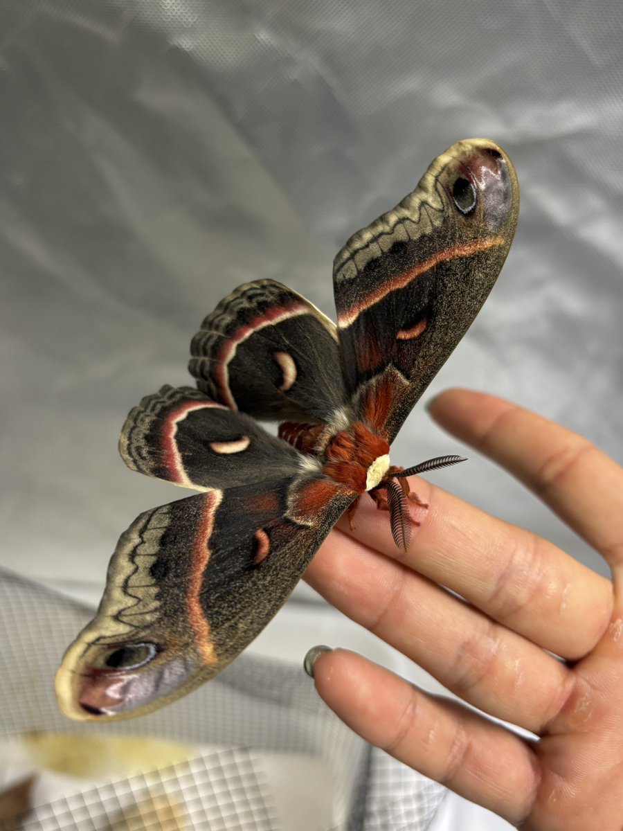 JGB_Koro's tweet image. カナダに行くことを決めてからの目標だった
生セクロピア！！達成！！！🇨🇦
#Cecropiamoth