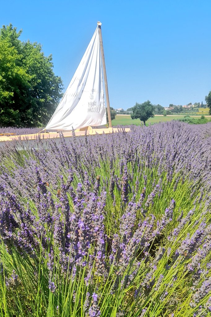 Lavanda su lavanda il mare ci porterà
