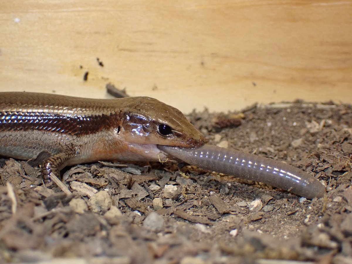 ニホントカゲはミミズ好きだとわかった