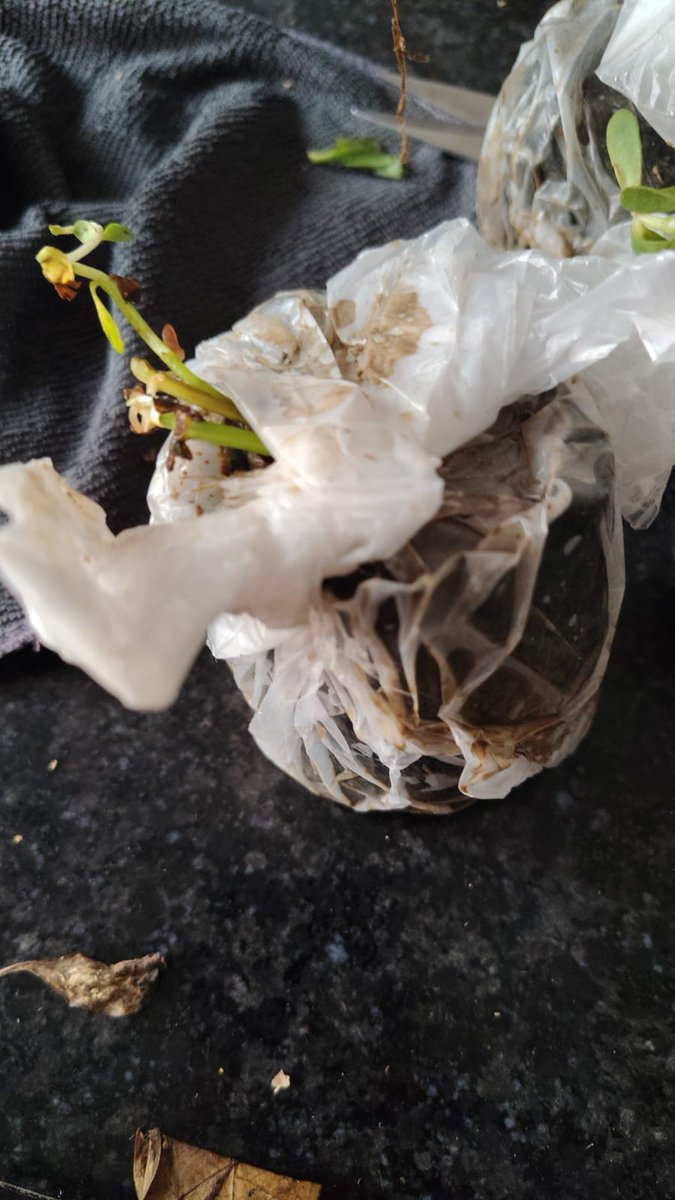 sohanjain's tweet image. Extremely disappointed with @jiomart! Ordered 8 indoor plants, including @Ugaooindia &amp;amp; Platone plants — received plastic bags of mud instead of live plants. No packaging, no care, zero quality.

This is a scam, not service.