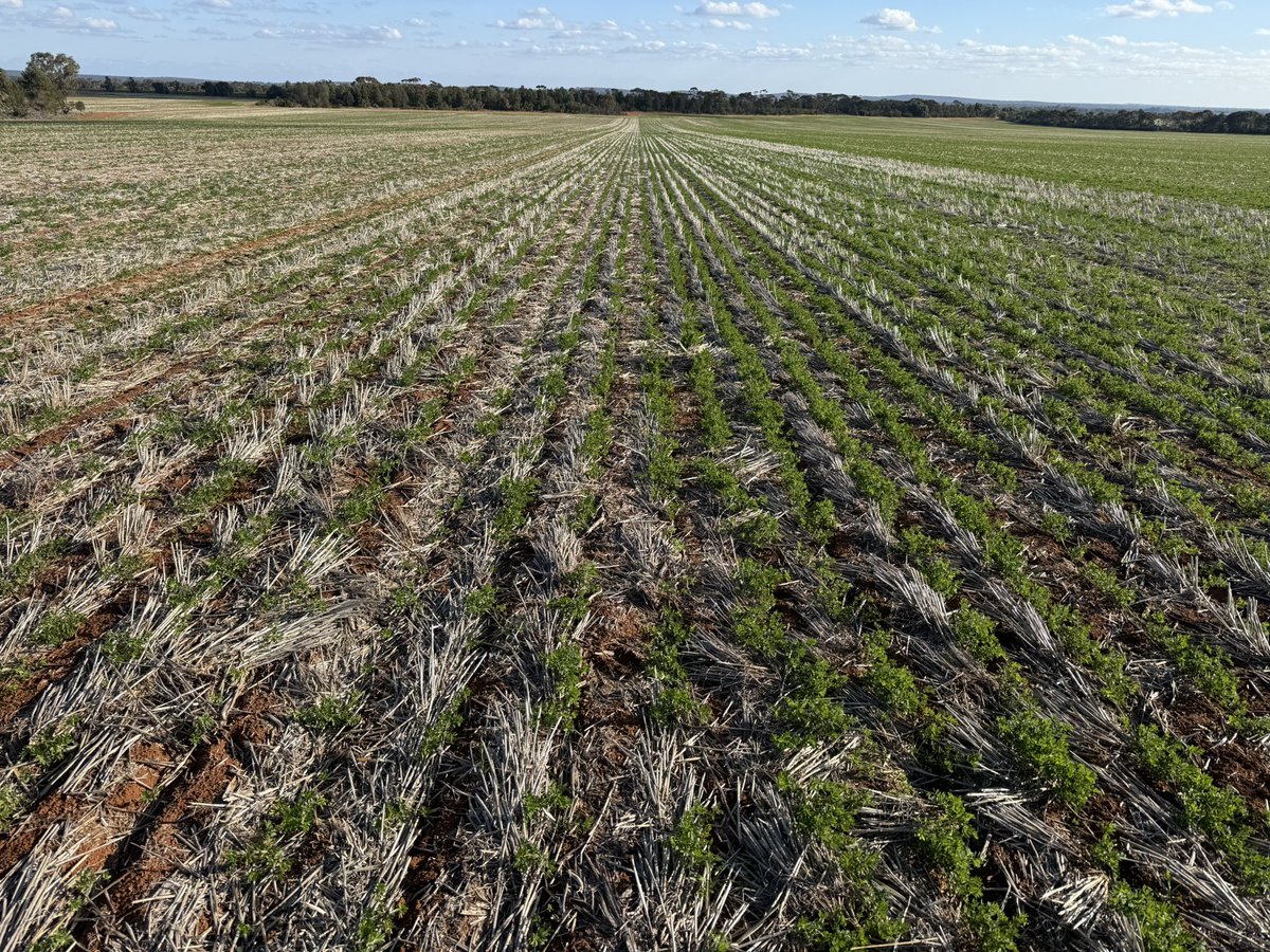 Barry Haskins (@agrobaz) on Twitter photo Thunders really growing away from hallmarks (left) so far this year. Vegetative frost tolerance in heavy stubble seems pretty important aesthetically anyway 👍. Thunders really growing away from hallmarks (left) so far this year. Vegetative frost tolerance in heavy stubble seems pretty important aesthetically anyway 👍.