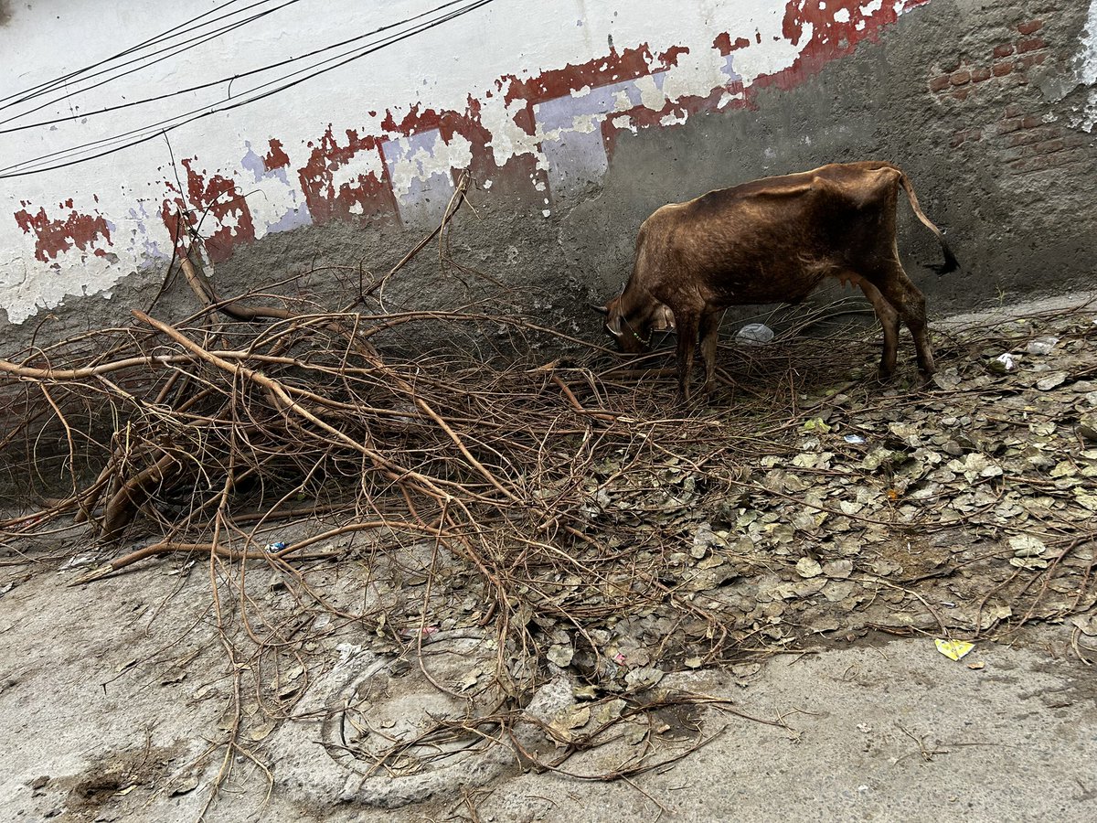 daveshhhh's tweet photo. Can you please look into this🙏… It has been 10 days since the tree was cut and left here, and because of this, a lot of dirt and mess is spreading around. All the people are facing a lot of trouble because of it. Location is gurugram jyoti park gali no.13 https://t.co/Jo0Ot8Ey4h