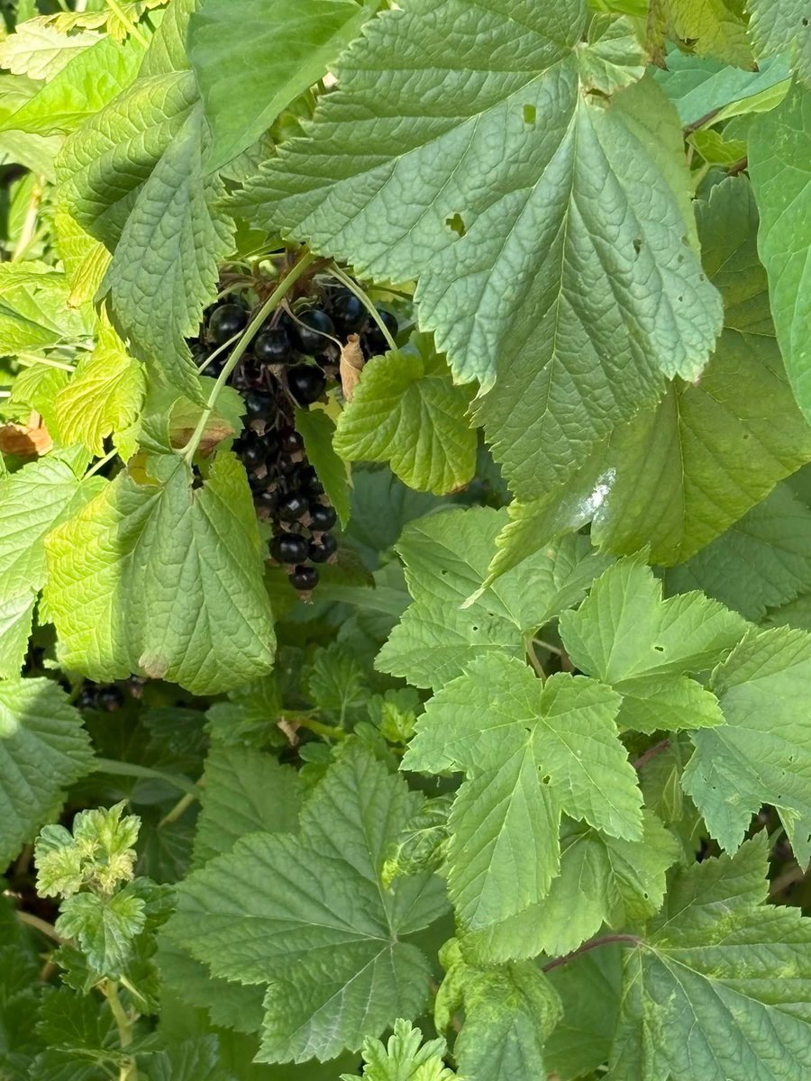 Building Self-Belief (@bsbcio) on Twitter photo Plenty of fresh produce available today at Benfieldside Community Garden- Black /Red Currants, Gooseberries, potatoes, Charlottes & Lettuces. Come along & help yourself! With thanks to <a href="/PointNorthCF/">Point North</a> <a href="/NorthEast_CA/">North East Combined Authority</a> #MayosOpportunityFundππππ Plenty of fresh produce available today at Benfieldside Community Garden- Black /Red Currants, Gooseberries, potatoes, Charlottes & Lettuces. Come along & help yourself! With thanks to <a href="/PointNorthCF/">Point North</a> <a href="/NorthEast_CA/">North East Combined Authority</a> #MayosOpportunityFundππππ