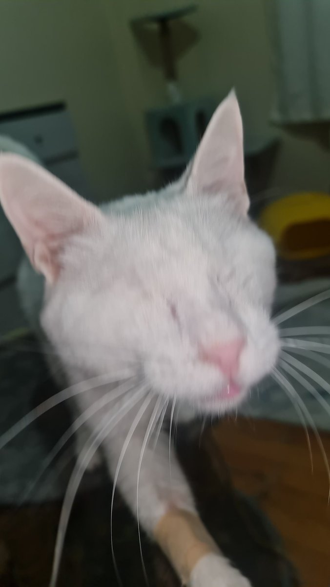 A big Good Morning kiss from our blind rescue Angel