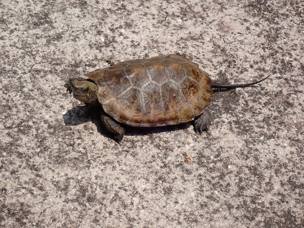 熱　中　症　注　意