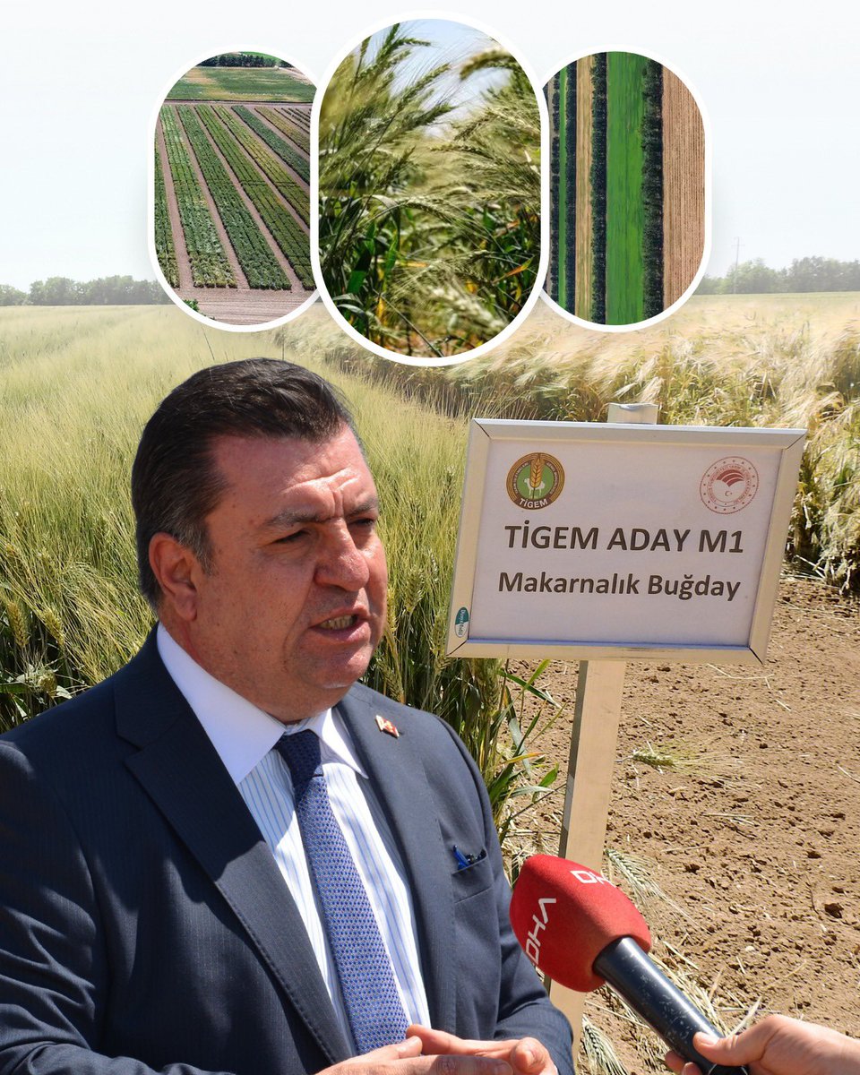 TİGEM (@tigemgovtr) on Twitter photo Genel Müdürümüz Dr. <a href="/hasangezginc/">Dr.Hasan Gezginç</a>, "Biz Türk tarımında uzunca bir süredir iklim değişimine uyum sağlamaya çalışıyor ve bu noktada yeni üretimler, yeni yöntemler, yeni çeşitler geliştirmeye gayret ediyoruz. Üretilmekte olan çeşitlerin yüzde 45’i kuraklığa dayanıklı çeşitlerden Genel Müdürümüz Dr. <a href="/hasangezginc/">Dr.Hasan Gezginç</a>, "Biz Türk tarımında uzunca bir süredir iklim değişimine uyum sağlamaya çalışıyor ve bu noktada yeni üretimler, yeni yöntemler, yeni çeşitler geliştirmeye gayret ediyoruz. Üretilmekte olan çeşitlerin yüzde 45’i kuraklığa dayanıklı çeşitlerden