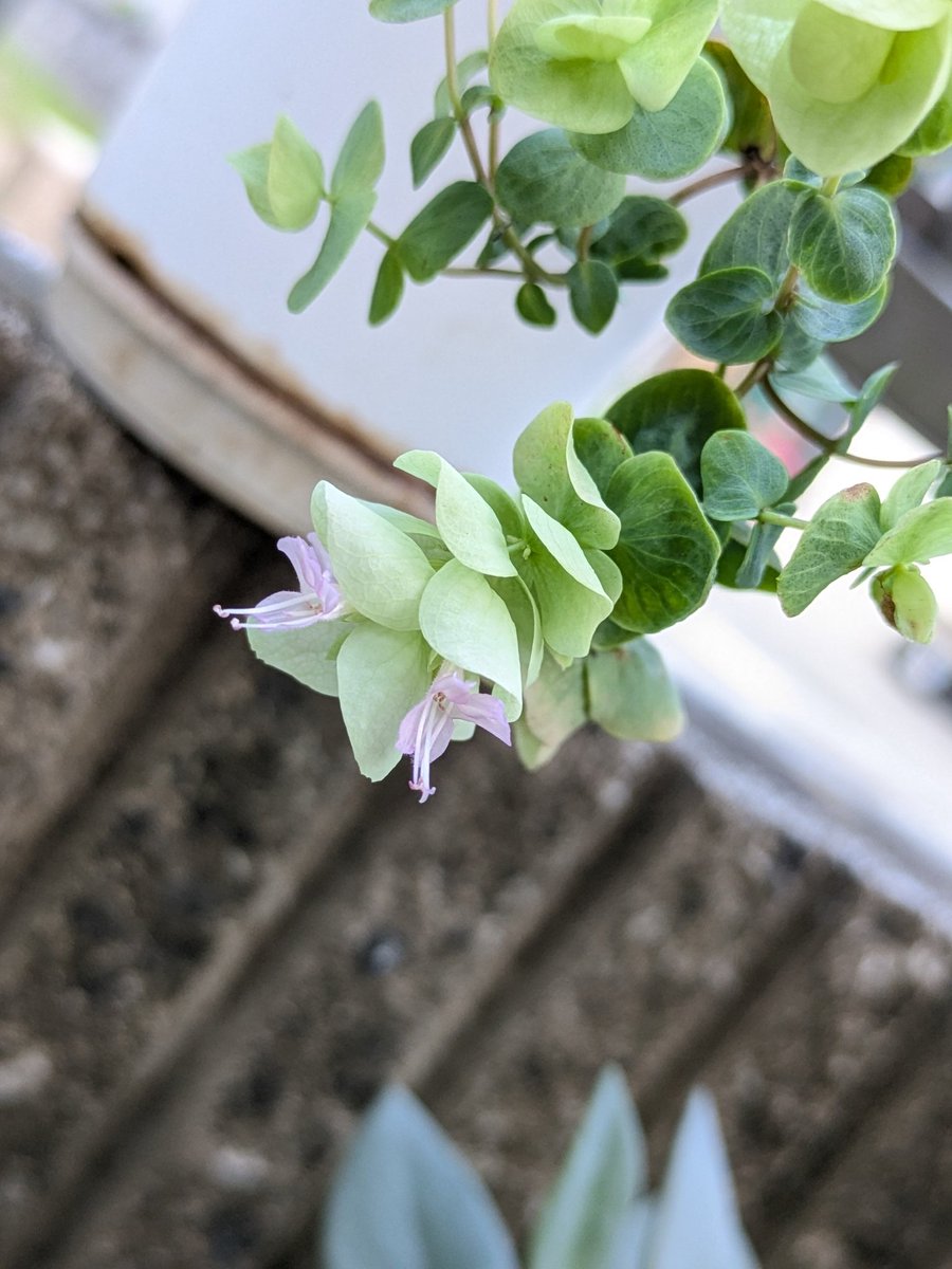stush0992's tweet photo. #花オレガノ 咲いた！ https://t.co/8SJxpCd3j4