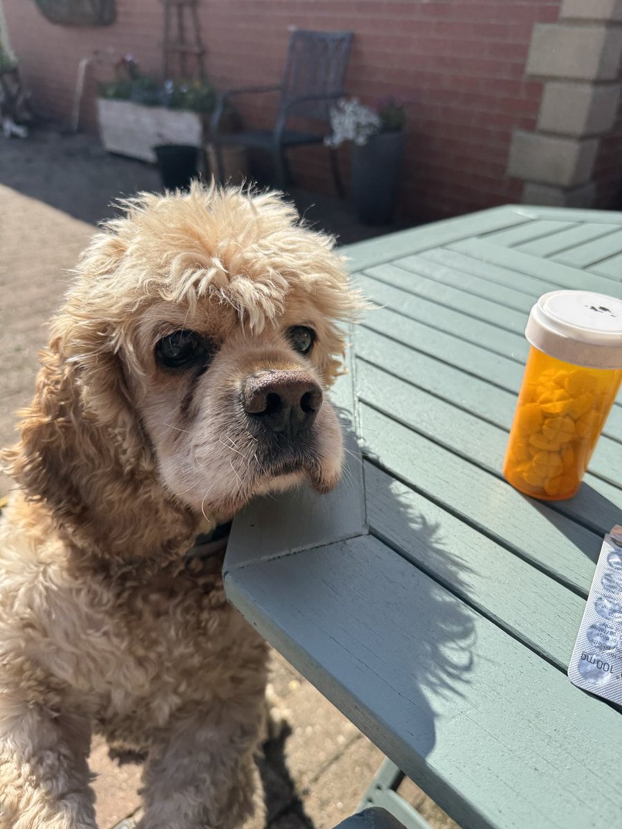 SpanielsSuper's tweet image. Oooooo ham for the #TabletQueue this morning #MyFavourite