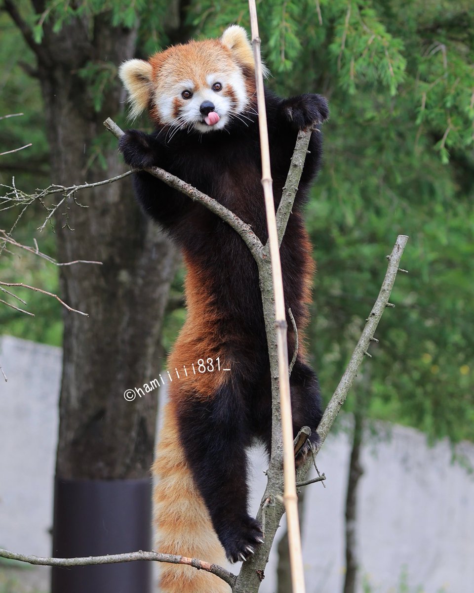 ハミィ (@hamichan831) / Posts / X