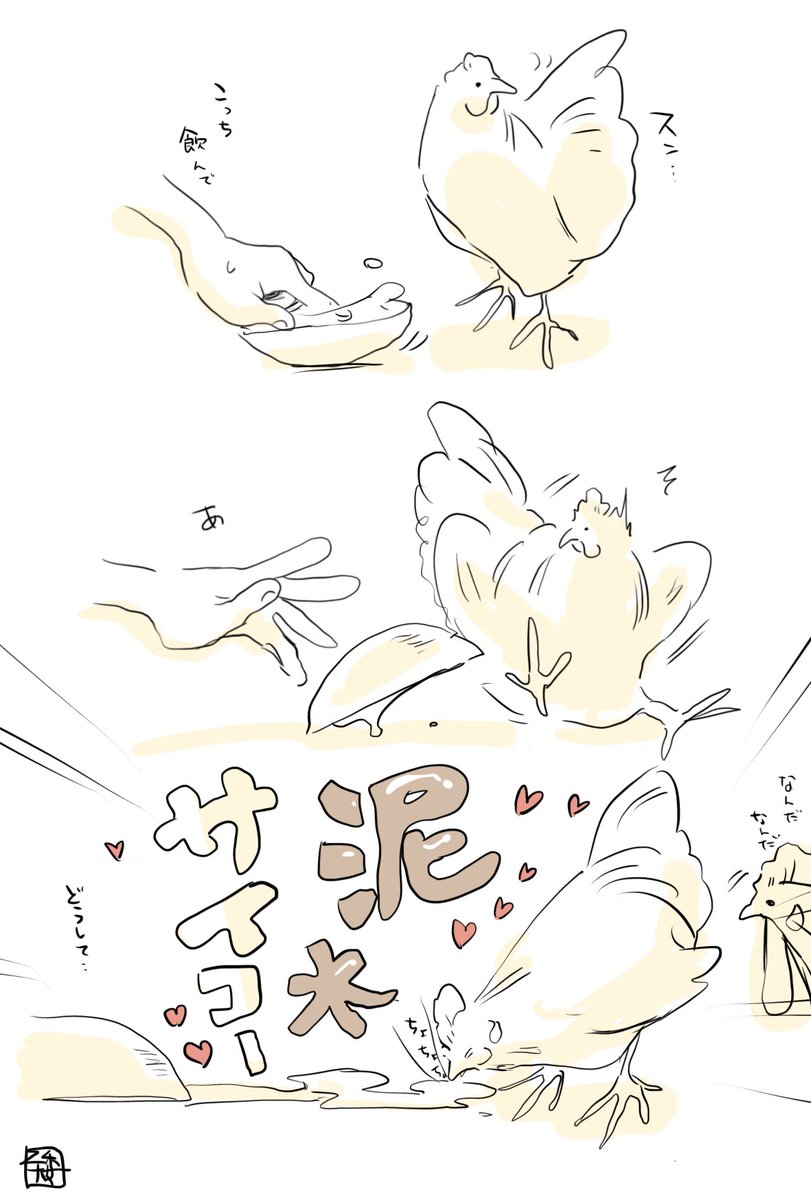 kokechankokko's tweet image. 鳥類の中では味蕾が少ないと聞き、愛おしい