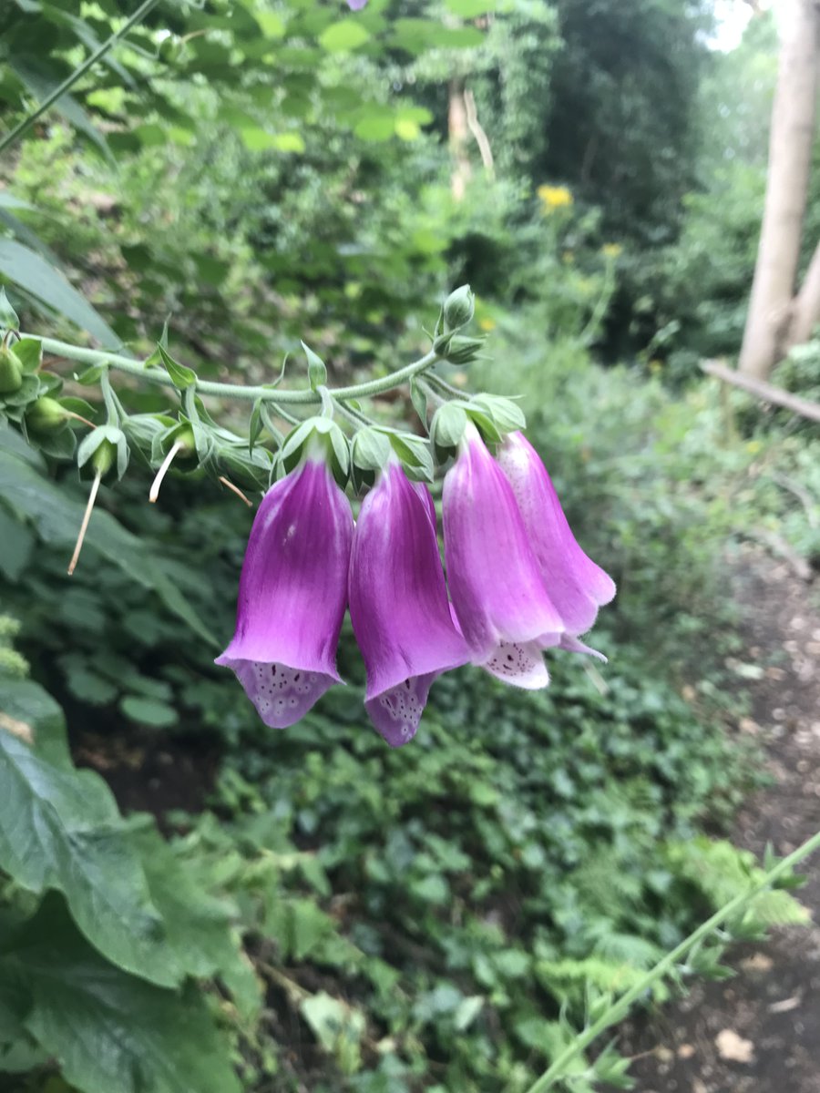 This coming Sunday, the 6th of July, is our next weekend volunteer morning, starting at 10.  We'll be doing lots of activities, which after the very warm last few days might include watering our new plants.  Other activities will no doubt include weeding and general maintenance.