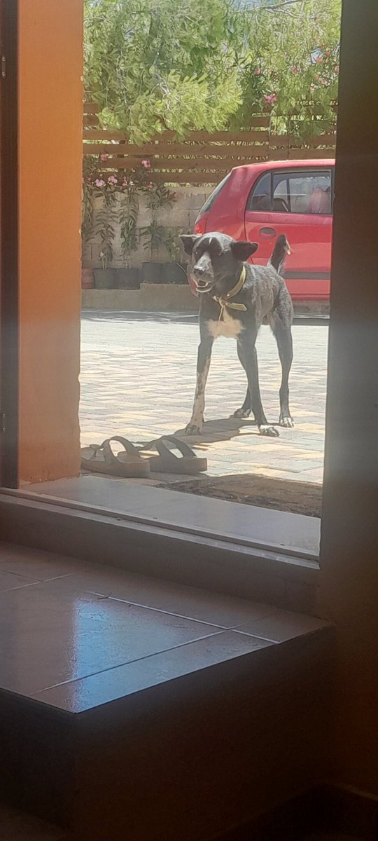 WC1Robert's tweet image. Arris
&
Black Arris
The black and white fella is a hunting dog, both so so friendly, was tempted to take them out with me this morning.
Sadly don't really know them that well.