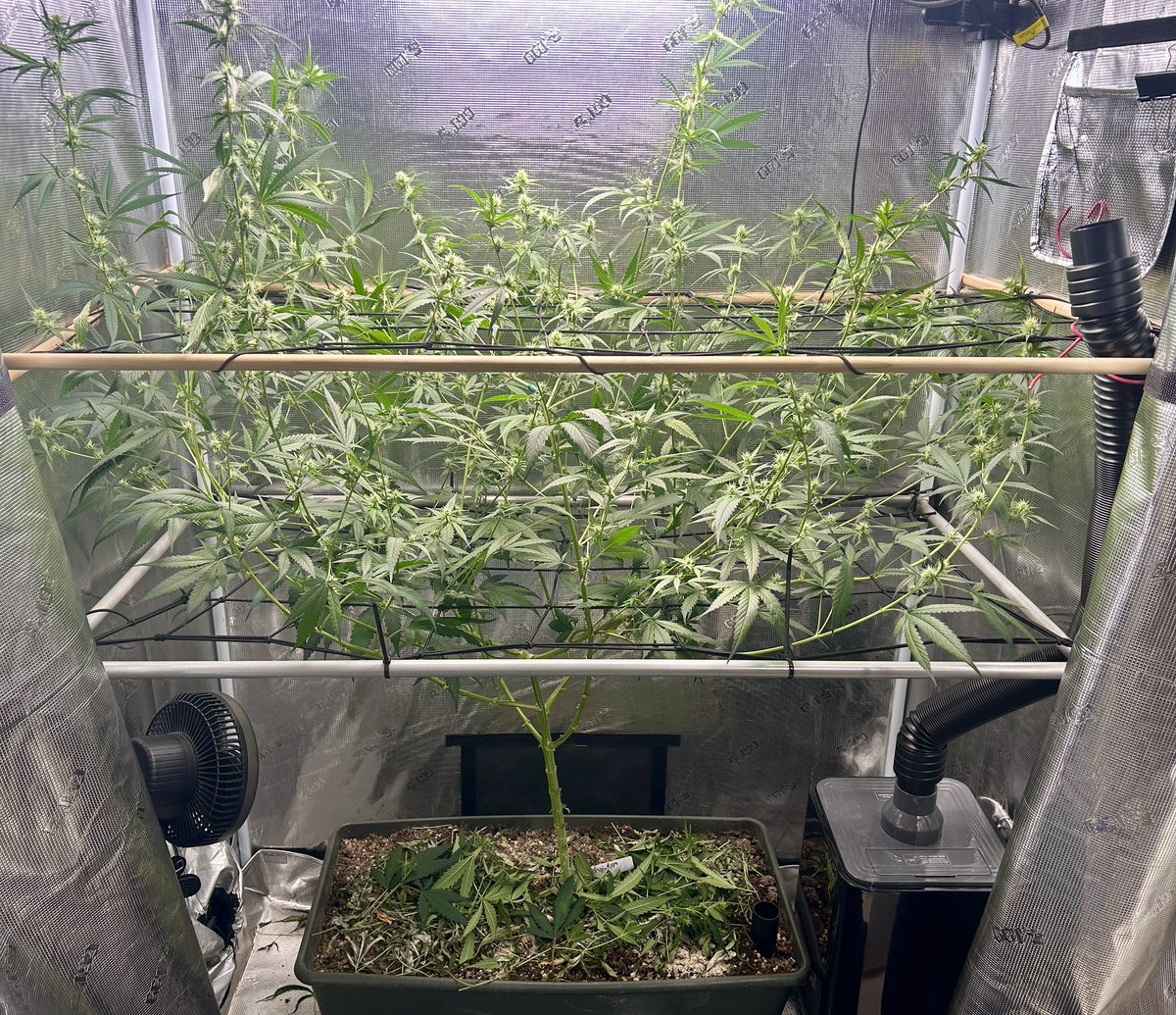 [2x4] Goji Hippo by @physicCulture 
Day 19 Flwr: 2nd Trellis / Craftblend / defoliation / 1st sugar leafs
<a href="/GorillaGrowTent/">Gorilla Grow Tent</a> <a href="/BokashiE/">Bokashi Earthworks</a>  <a href="/BuildASoil/">BuildASoil</a> <a href="/medicgrow/">Medic Grow</a> <a href="/AcInfinityInc/">AC INFINITY</a> <a href="/EarthBox/">EarthBox®</a>