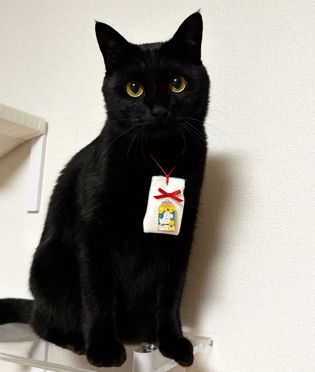 黒ネコにゃんにゃん① mofusand 黒仔猫にゃんマスコット | 商品紹介 | 株式会社