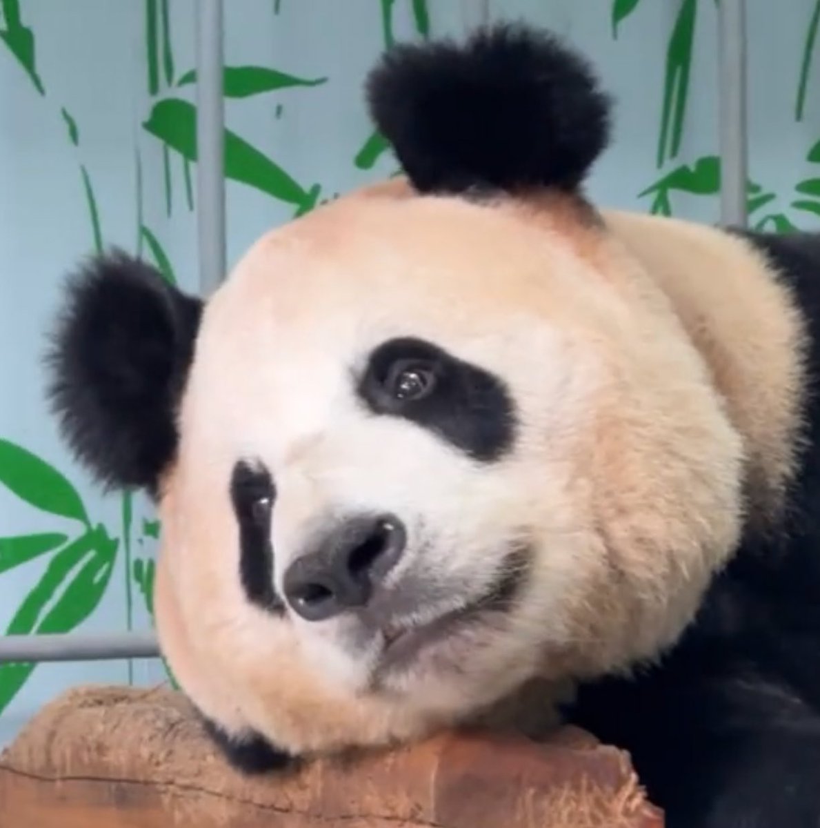 mickeyminnie611's tweet photo. #博斯
#BoSi
#甜甜 TianTian (Edinburgh Zoo🇬🇧から帰国)と#希梦 XiMeng (タンタン🐼のお兄さん)の子供🐼
博斯が基地にいるという事は子供の#田田 (#TianTian)は独り立ちして野外にいるのかな?🤔わからない、、
有竹有笋,这是独属于“博斯”的慢悠悠时光
cr. 中国大熊猫保护研究中心weibo https://t.co/3lFoxV2gAF
